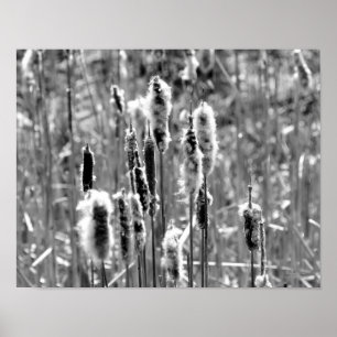 Fluffy Cattails Black And White  Poster