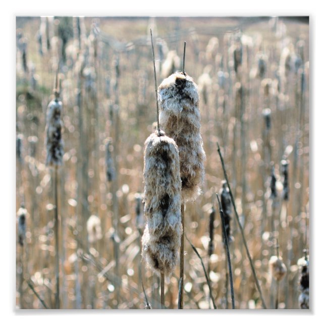 Fluffy Cattails In Spring Nature 8x8 Photo Print (Front)
