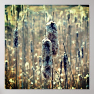 Fluffy Cattails In Spring Nature  Poster