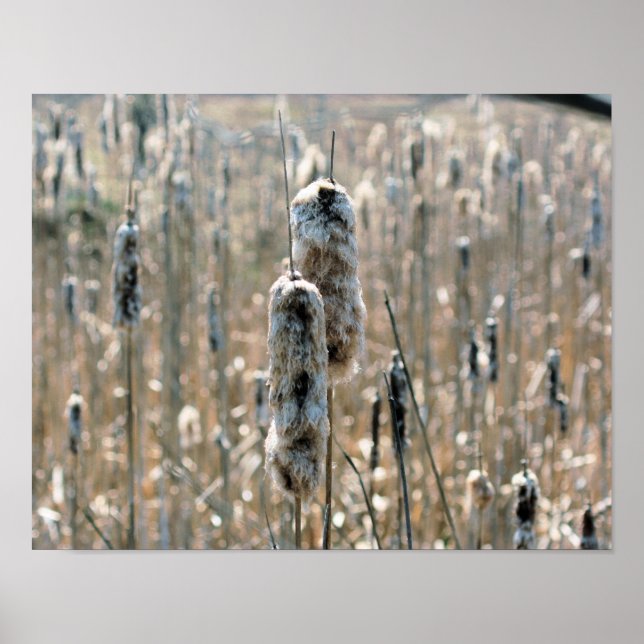 Fluffy Cattails In Spring Nature Poster (Front)