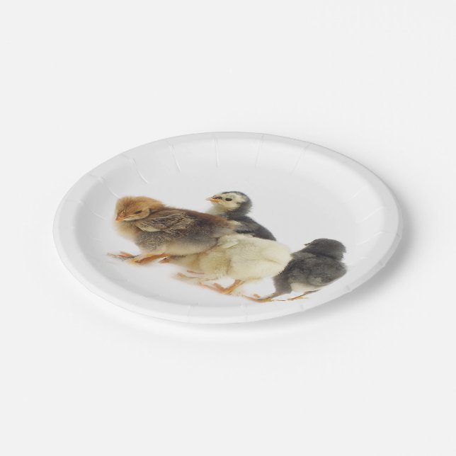 fluffy chicks paper plate (Angled)