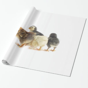 fluffy chicks wrapping paper