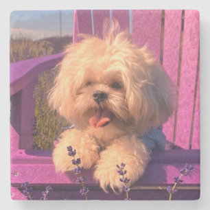 Fluffy Cute Shih Tzu Toy Puppy, Happy Dog Sitting Stone Coaster