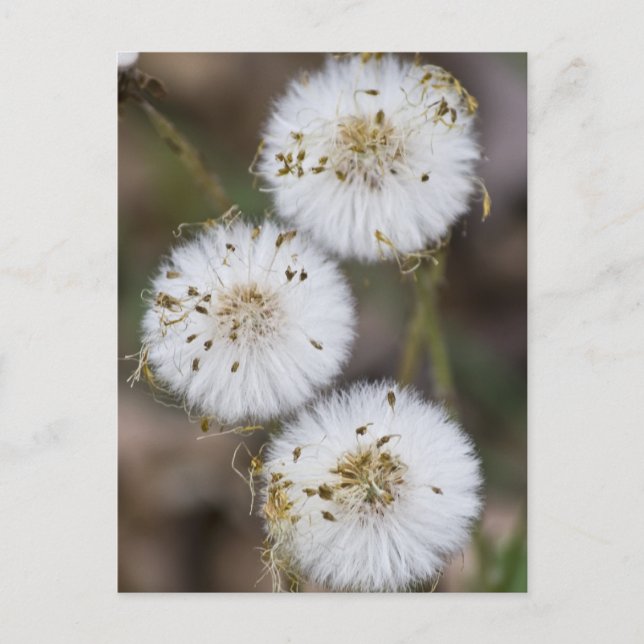 Fluffy Dandelions Postcard (Front)