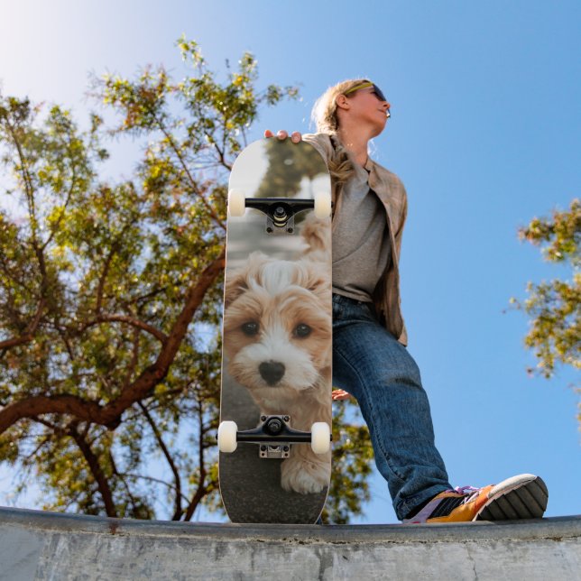 Fluffy Dog Cream and White Skateboard (Outdoor 1)