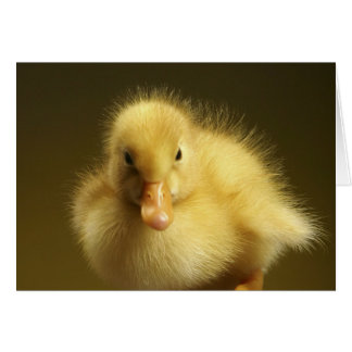 Fluffy Duckling