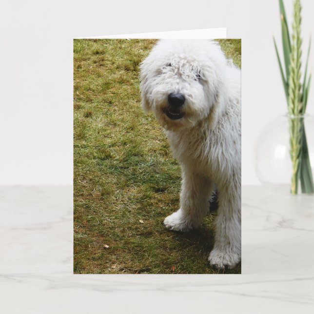 Fluffy Frizzy Bad Hair Day Dog Card (Front)