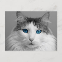 Fluffy Grey and White Blue-Eyed Cat