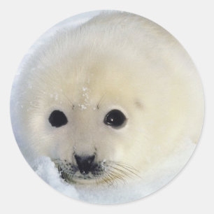 Fluffy Harp Seal Pup