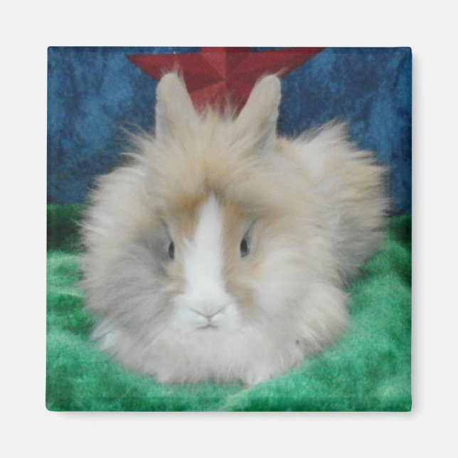 Fluffy Lionhead Bunny Rabbit Magnet (Front)