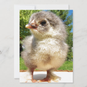 fluffy little chicken