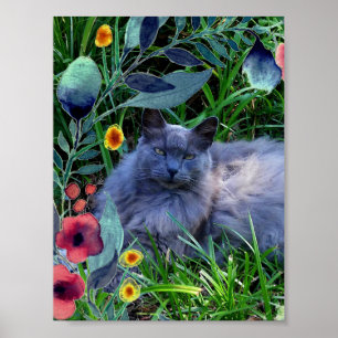Fluffy Long Haired Russian Blue Cat Poster