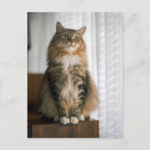 Fluffy Long-Haired Tabby Cat Portrait Postcard