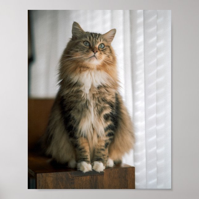 Fluffy Long-Haired Tabby Cat Portrait  Poster (Front)