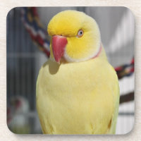 Fluffy Lutino Indian Ringneck Parakeet