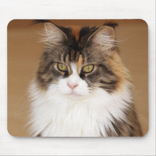 Fluffy Maine Coon Cat Mouse Pad