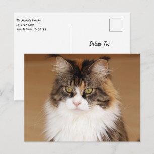 Fluffy Maine Coon Cat Postcard