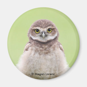 Fluffy Owlet Magnet