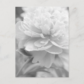 Fluffy Peony Postcard