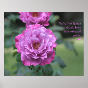 Fluffy Pink Roses Poster: ROSE & PROSE 20x16 Poster