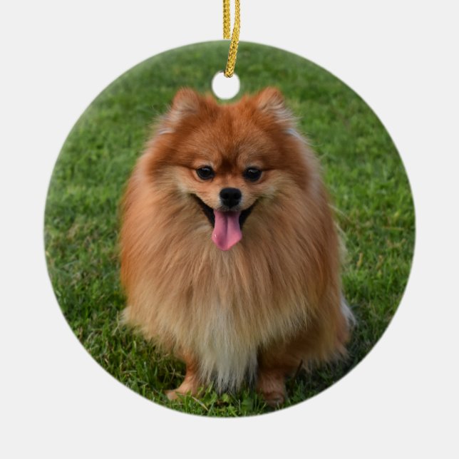 Fluffy Pomeranian Puppy Dog Ceramic Tree Decoration (Front)