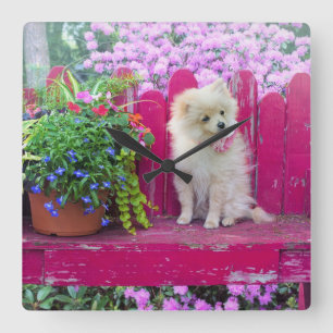 Fluffy Pomeranian Puppy on Rustic Garden Bench Square Wall Clock