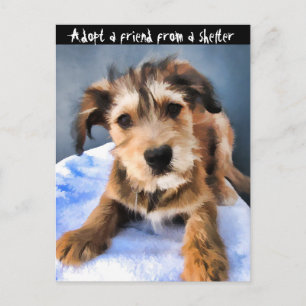 Fluffy Puppy 3855 Postcard