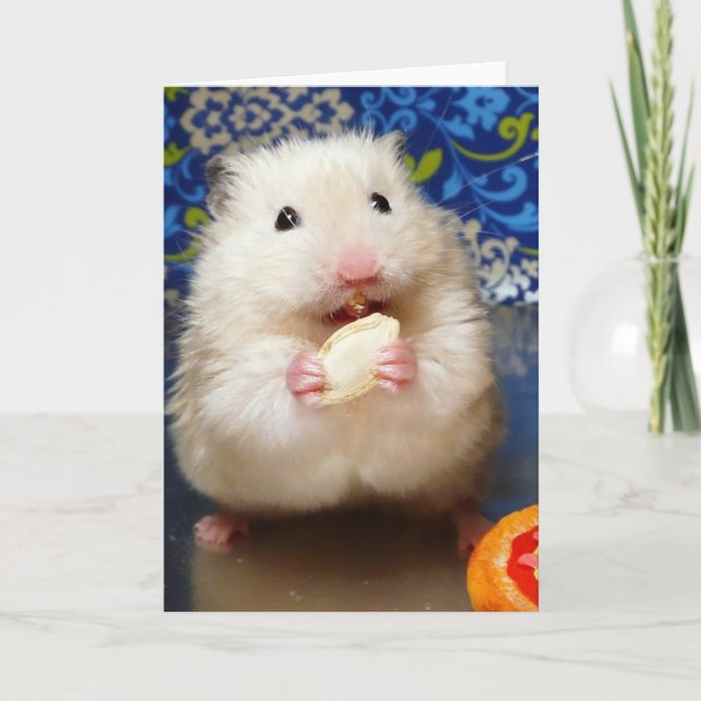 Fluffy Syrian Hamster Kokolinka Card (Front)