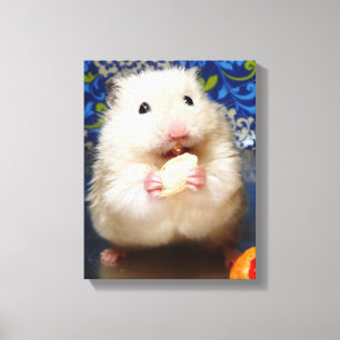 Fluffy syrian hamster Kokolinka eating a seed Canvas Print