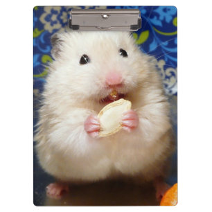 Fluffy syrian hamster Kokolinka eating a seed Clipboard