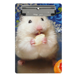 Fluffy syrian hamster Kokolinka eating a seed Mini Clipboard