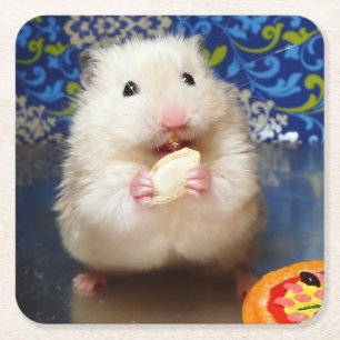 Fluffy syrian hamster Kokolinka eating a seed Square Paper Coaster
