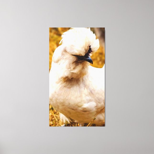Fluffy White Chicken in Field Canvas Print (Front)