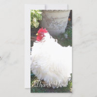 Fluffy White Chicken