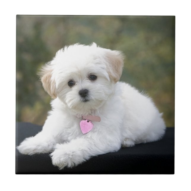 Fluffy White Dog Tile (Front)