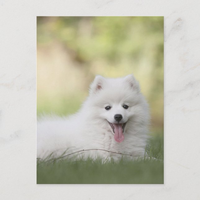 Fluffy White Keeshond Puppy Postcard (Front)