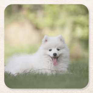 Fluffy White Keeshond Puppy Square Paper Coaster