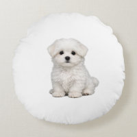 Fluffy White Maltese Puppy Portrait Cute Dog Lover