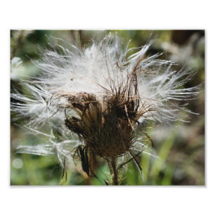 Fluffy White Thistle Fower Seeds 10x8 Nature Photo Print