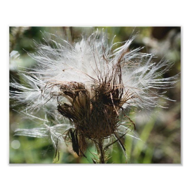 Fluffy White Thistle Fower Seeds 10x8 Nature Photo Print (Front)