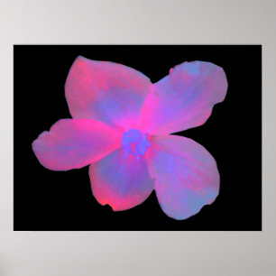 Fluorescent Begonia Flower Print