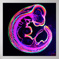 Fluorescent embryo glowing in the dark