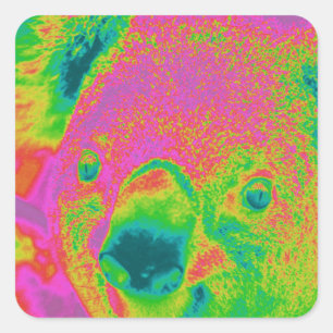 fluorescent koala bears square sticker
