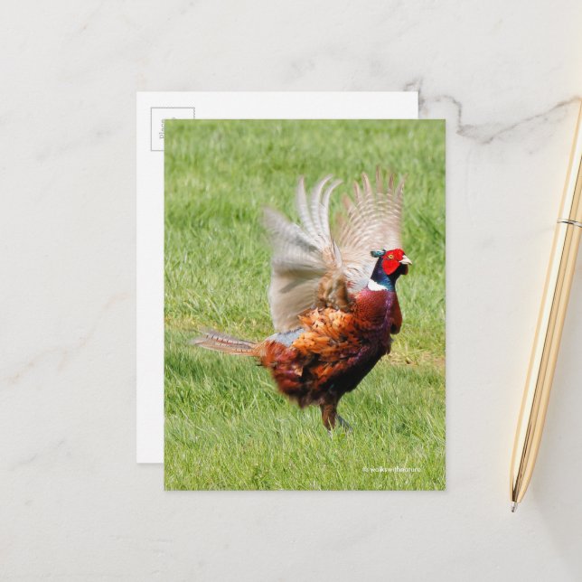 Flustered Ring-Necked Pheasant in Grass Postcard (Front/Back In Situ)