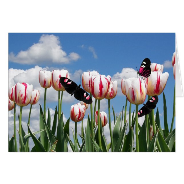 Flutter By (Front Horizontal)