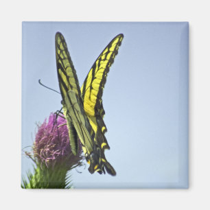 Flutter Magnet