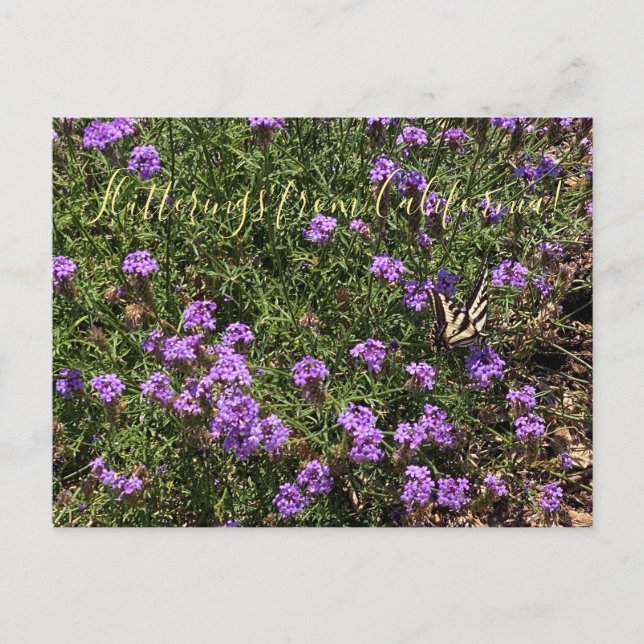 Flutterings from California: De La Mina Verbena Postcard (Front)