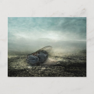 Fly 2013 postcard