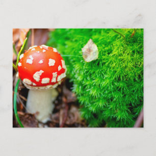 Fly agaric mushroom postcard