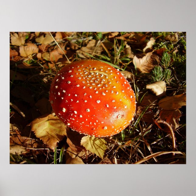 Fly Agaric Mushroom Poster (Front)